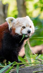 Preview wallpaper red panda, panda, protruding tongue, funny