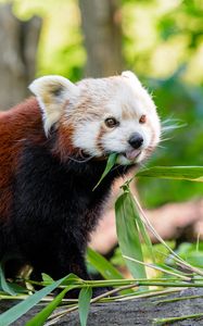 Preview wallpaper red panda, panda, protruding tongue, funny