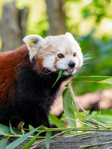 Preview wallpaper red panda, panda, protruding tongue, funny