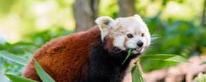 Preview wallpaper red panda, panda, protruding tongue, funny