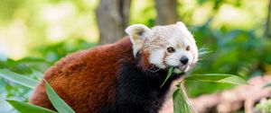 Preview wallpaper red panda, panda, protruding tongue, funny