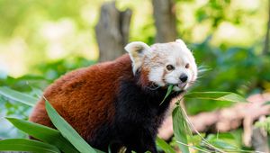 Preview wallpaper red panda, panda, protruding tongue, funny