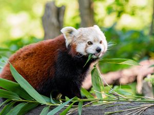 Preview wallpaper red panda, panda, protruding tongue, funny