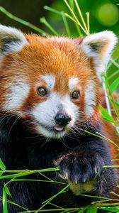 Preview wallpaper red panda, panda, tongue, cute, funny, grass, blur
