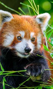 Preview wallpaper red panda, panda, tongue, cute, funny, grass, blur