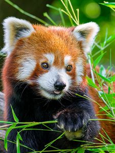 Preview wallpaper red panda, panda, tongue, cute, funny, grass, blur