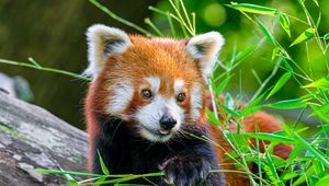 Preview wallpaper red panda, panda, tongue, cute, funny, grass, blur