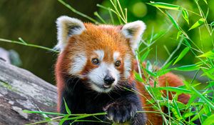 Preview wallpaper red panda, panda, tongue, cute, funny, grass, blur