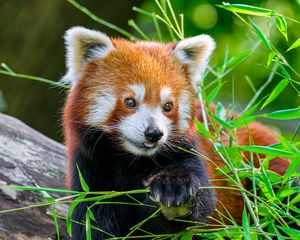 Preview wallpaper red panda, panda, tongue, cute, funny, grass, blur