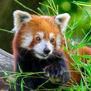 Preview wallpaper red panda, panda, tongue, cute, funny, grass, blur