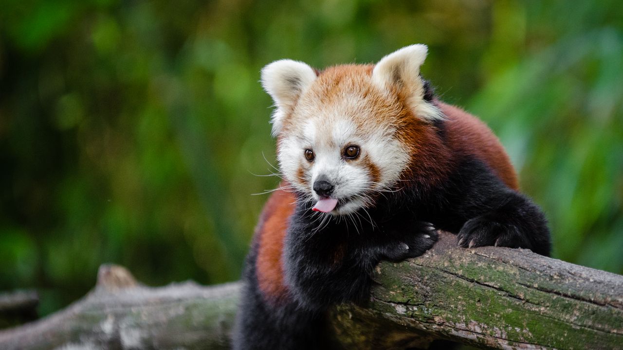 Wallpaper red panda, panda, tongue, funny
