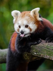 Preview wallpaper red panda, panda, tongue, funny