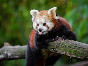 Preview wallpaper red panda, panda, tongue, funny