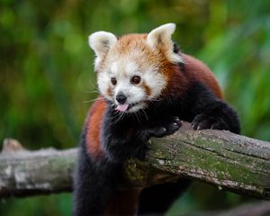 Preview wallpaper red panda, panda, tongue, funny