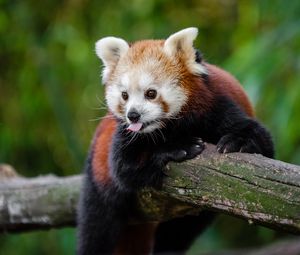 Preview wallpaper red panda, panda, tongue, funny