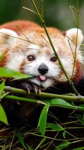 Red Panda Iphone Se 5s 5c 5 For Parallax Wallpapers Hd Desktop Backgrounds 800x14 Images And Pictures