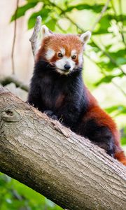 Preview wallpaper red panda, panda, tree, glance