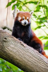 Preview wallpaper red panda, panda, tree, glance