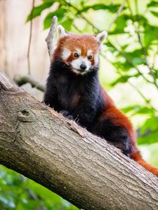 Preview wallpaper red panda, panda, tree, glance