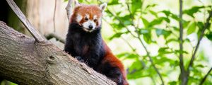 Preview wallpaper red panda, panda, tree, glance