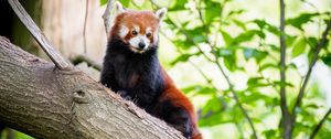 Preview wallpaper red panda, panda, tree, glance