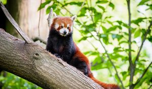 Preview wallpaper red panda, panda, tree, glance