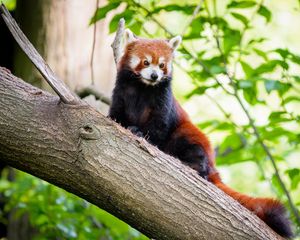 Preview wallpaper red panda, panda, tree, glance