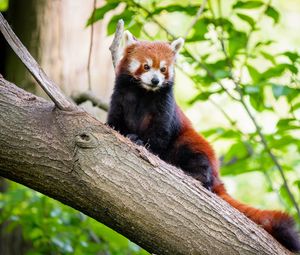 Preview wallpaper red panda, panda, tree, glance