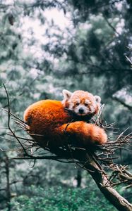 Preview wallpaper red panda, panda, wildlife