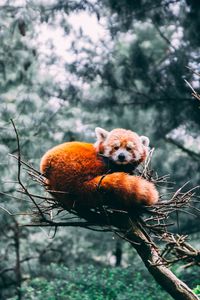 Preview wallpaper red panda, panda, wildlife