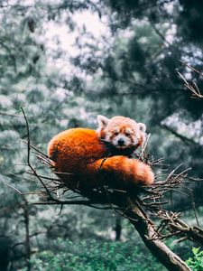 Preview wallpaper red panda, panda, wildlife