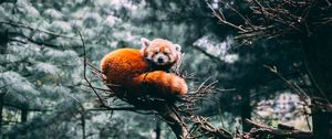Preview wallpaper red panda, panda, wildlife