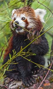 Preview wallpaper red panda, paw, branch, wildlife, animal