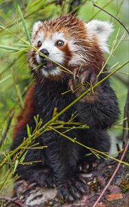 Preview wallpaper red panda, paw, branch, wildlife, animal