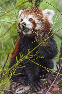 Preview wallpaper red panda, paw, branch, wildlife, animal