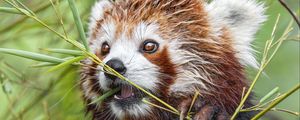 Preview wallpaper red panda, paw, branch, wildlife, animal