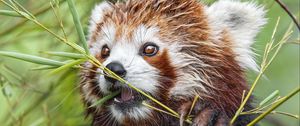 Preview wallpaper red panda, paw, branch, wildlife, animal