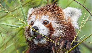 Preview wallpaper red panda, paw, branch, wildlife, animal