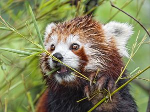 Preview wallpaper red panda, paw, branch, wildlife, animal