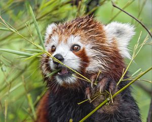 Preview wallpaper red panda, paw, branch, wildlife, animal