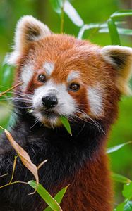 Preview wallpaper red panda, paw, leaves, wildlife