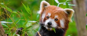 Preview wallpaper red panda, paw, leaves, wildlife