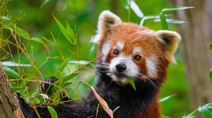 Preview wallpaper red panda, paw, leaves, wildlife