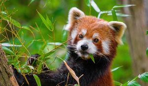 Preview wallpaper red panda, paw, leaves, wildlife