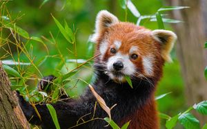 Preview wallpaper red panda, paw, leaves, wildlife
