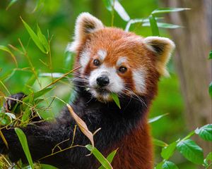 Preview wallpaper red panda, paw, leaves, wildlife