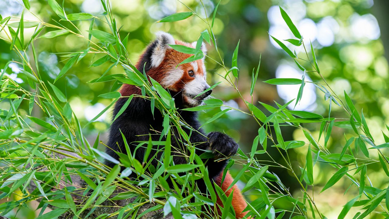 Wallpaper red panda, paw, tree, leaves, animal