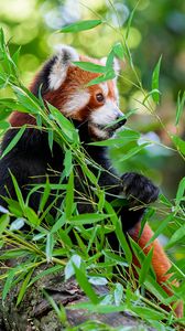 Preview wallpaper red panda, paw, tree, leaves, animal