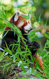 Preview wallpaper red panda, paw, tree, leaves, animal