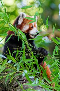 Preview wallpaper red panda, paw, tree, leaves, animal